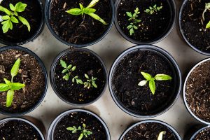 Le troc des plantes, un concept qui plaît