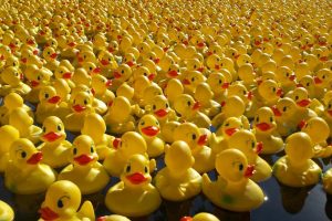 12 000 canards dans la Meuse pour la bonne cause