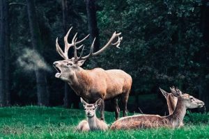 Le brame du cerf: un instant privilégié de la vie dans la forêt