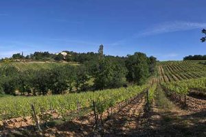 « Ces vins du Sud de la France dont la qualité ne cesse de croître au fil des années »