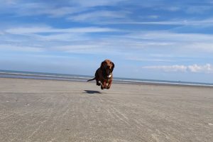 « Marcel le Teckel : le biscuit qui a du chien »