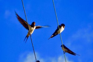 « Ce projet essentiel à la biodiversité locale »