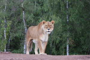 « Je suis un passionné d’animaux depuis toujours »