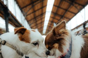 « Le bien-être animal au cœur de nos préoccupations et de cet événement »