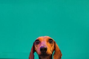 « Il n’y a pas un jour où il ne me fait pas rire »
